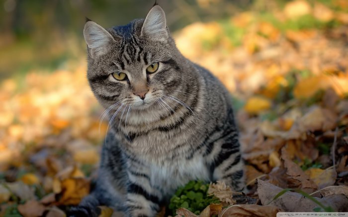 Обои на рабочий стол / WP-137 HQ Mix