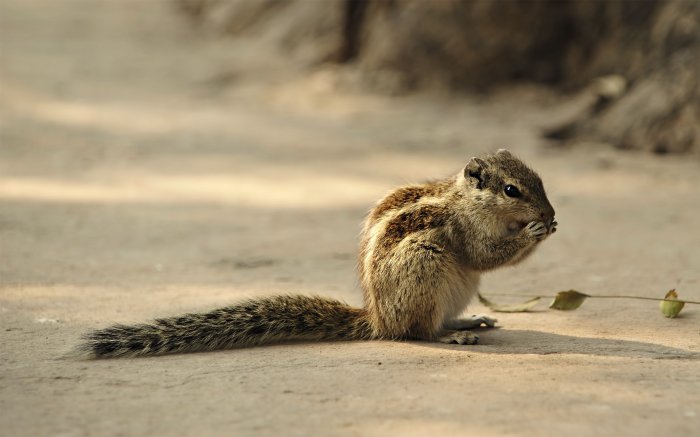 Обои на рабочий стол / WP-137 HQ Mix