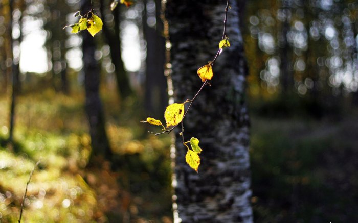 Обои на рабочий стол / WP-137 HQ Mix