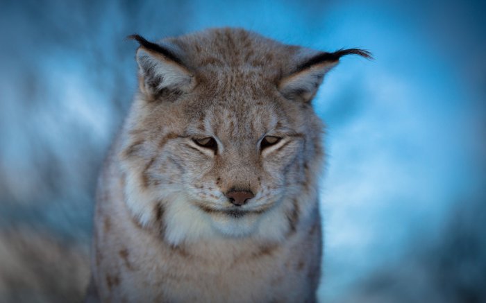 Обои на рабочий стол / WP-137 HQ Mix