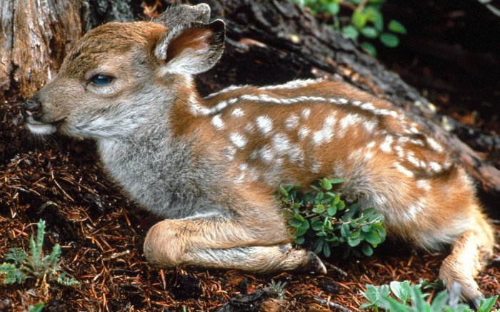 Обои на рабочий стол / Wallpapers HQ Mix 603