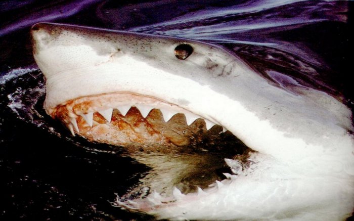 Обои на рабочий стол / Wallpapers HQ Mix 603