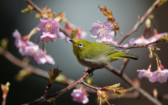 Обои на рабочий стол / HD Computer Wallpaper 51