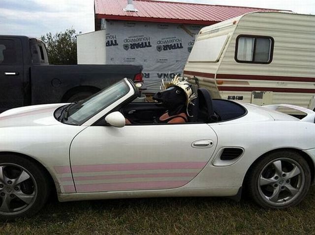 Прикольные картинки (53 фото)