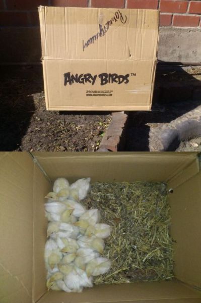 Прикольные картинки (53 фото)