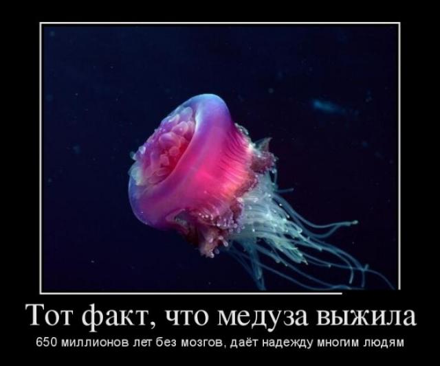 Демотиваторы (30 фото)