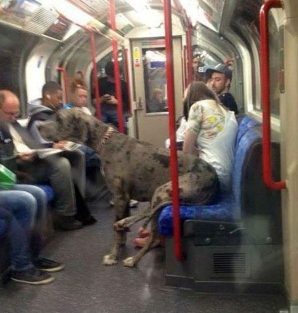 Забавные картинки