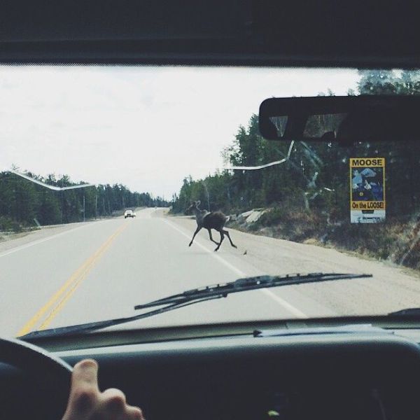  Прикольные картинки (79 фото)