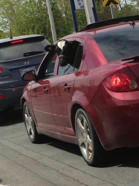  Прикольные картинки (79 фото)