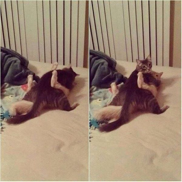  Прикольные картинки (79 фото)