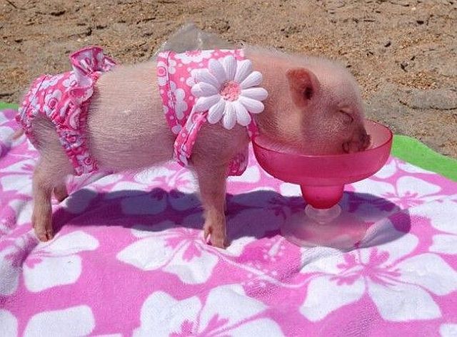  Прикольные картинки (79 фото)