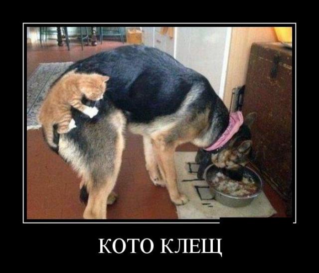 Демотиваторы (30 фото)