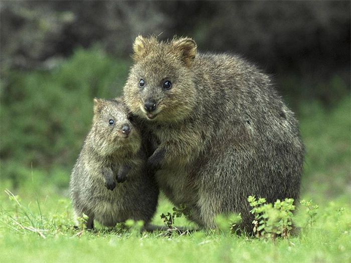 Самый позитивный зверек в мире