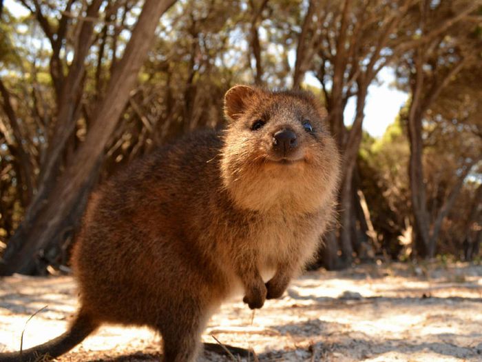 Самый позитивный зверек в мире