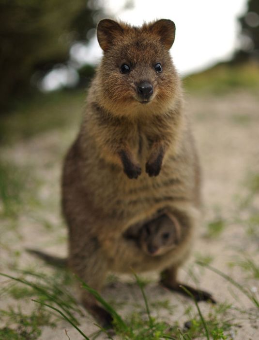 Самый позитивный зверек в мире