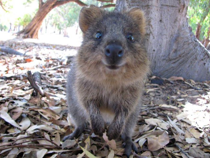 Самый позитивный зверек в мире