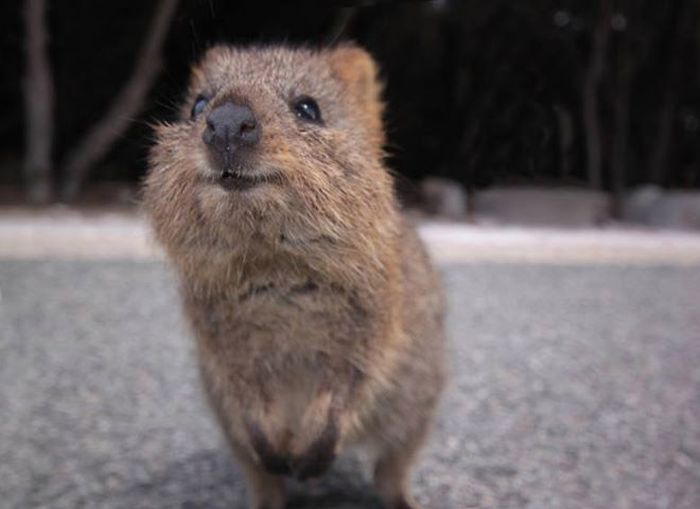 Самый позитивный зверек в мире
