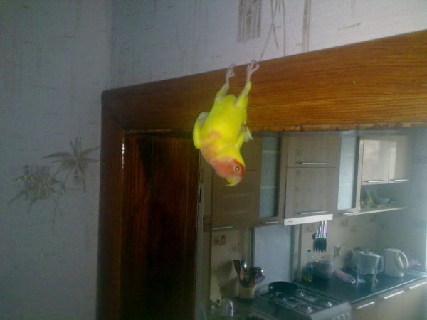 Прикольные картинки (50 фото)