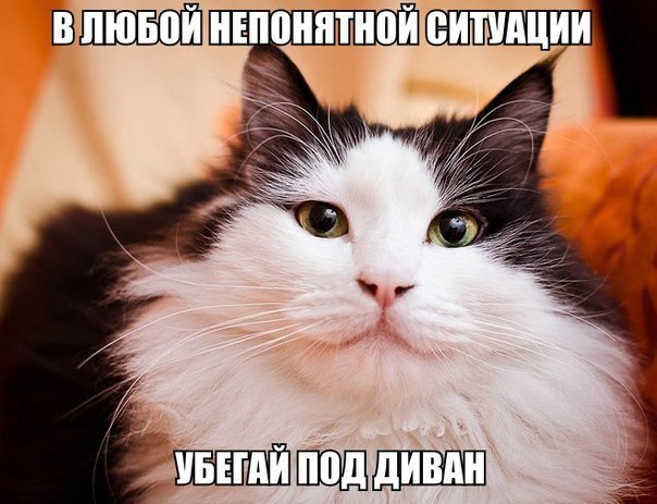 Прикольные картинки (50 фото)