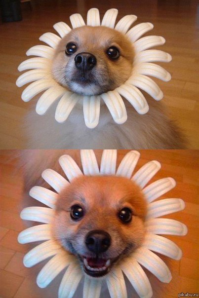 Прикольные картинки (50 фото)