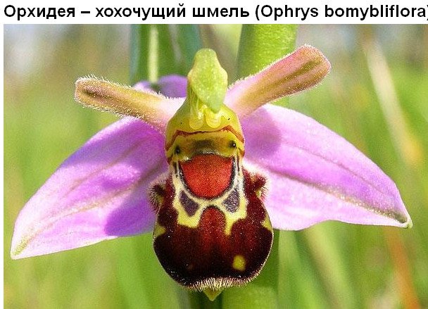 Цветы, которые умеют притворяться