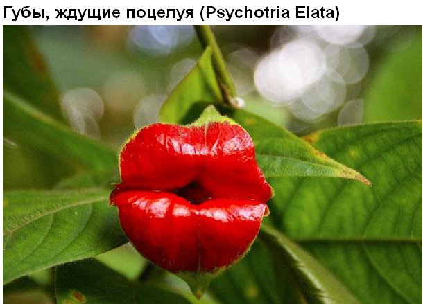 Цветы, которые умеют притворяться