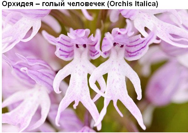 Цветы, которые умеют притворяться