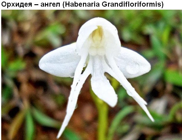 Цветы, которые умеют притворяться