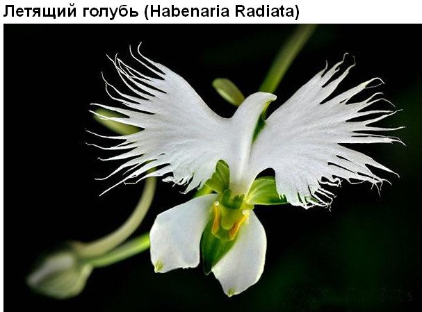 Цветы, которые умеют притворяться