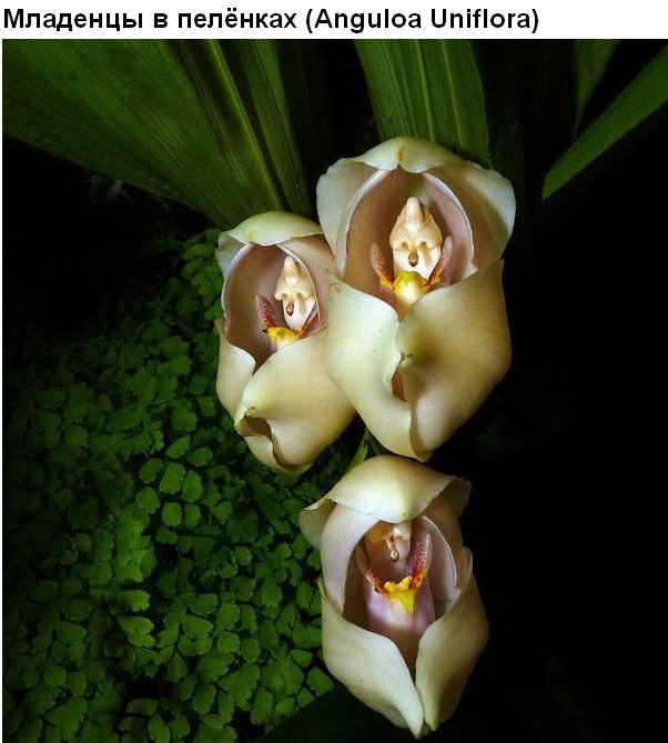 Цветы, которые умеют притворяться