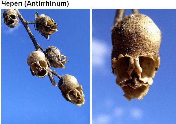 Цветы, которые умеют притворяться