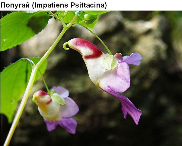Цветы, которые умеют притворяться