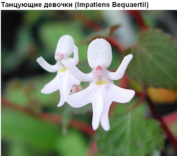 Цветы, которые умеют притворяться