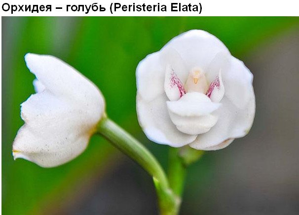 Цветы, которые умеют притворяться