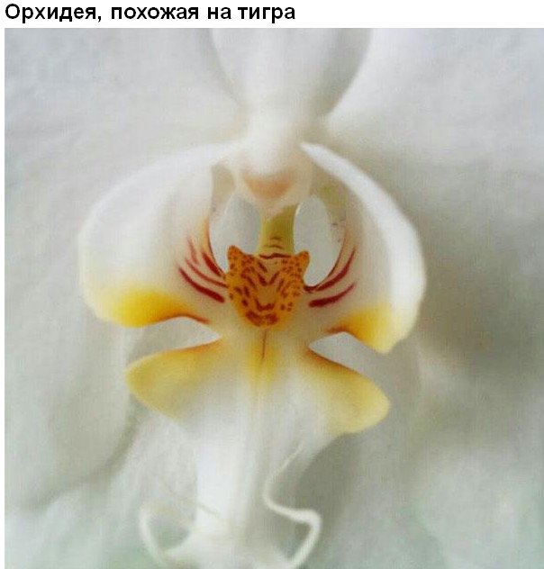 Цветы, которые умеют притворяться