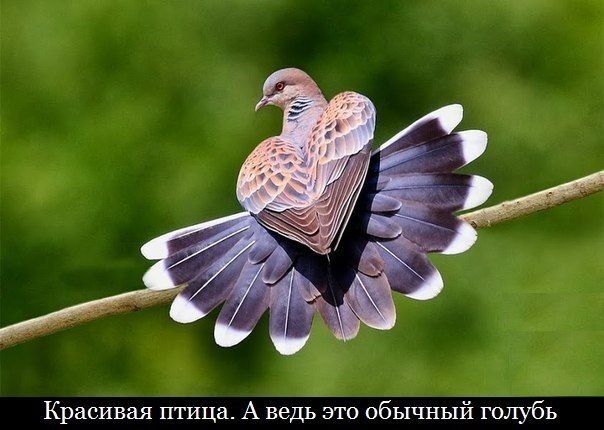 Немного юмора (60 фото)