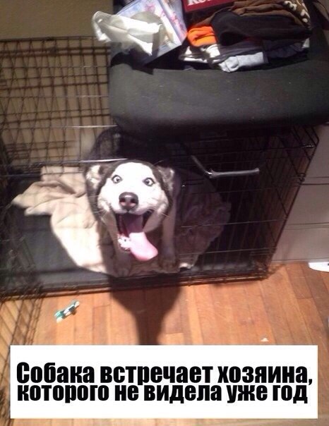 Немного юмора (60 фото)