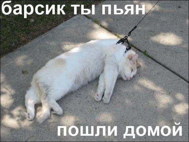 Немного юмора (60 фото)