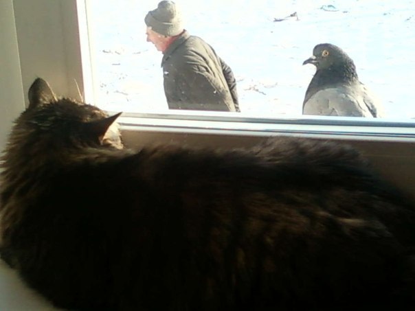 Немного юмора (60 фото)