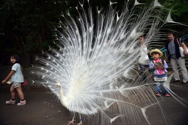 Что тут происходит? (44 фото)