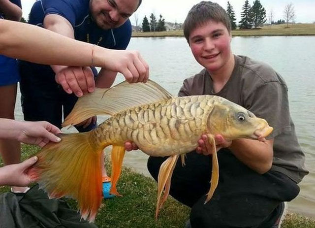 Что тут происходит? (44 фото)