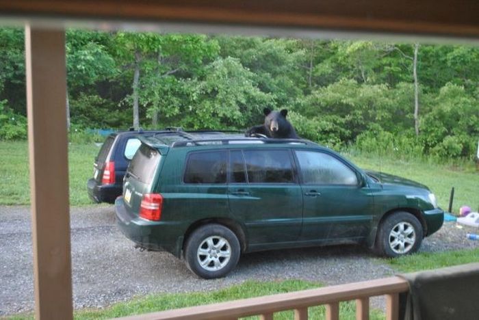 Прикольные картинки (108 фото)