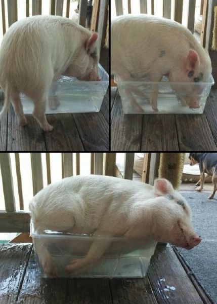 Прикольные картинки (108 фото)