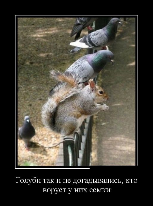 Демотиваторы (30 фото)