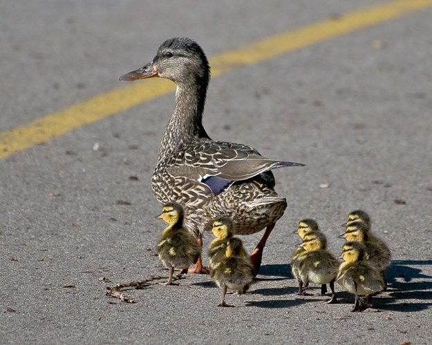 В Канаде женщина спасла семейство уток ценой жизни двоих человек В Канаде женщина спасла семейство уток ценой жизни двоих человек
