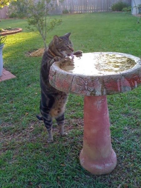 Прикольные картинки (101 фото)