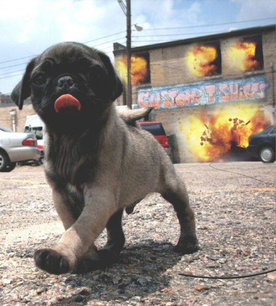 Прикольные картинки (101 фото)