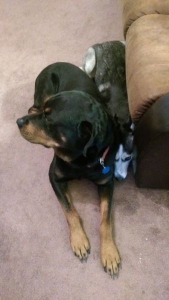 Прикольные картинки (101 фото)