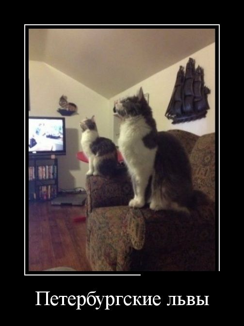 Демотиваторы (30 фото)