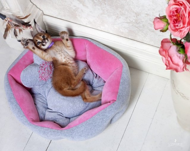 Полмиллиона рублей и котенка похитили из квартиры москвички